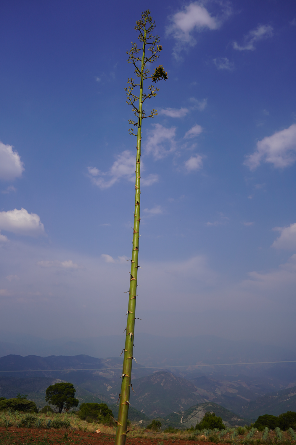 Image gallery marquee